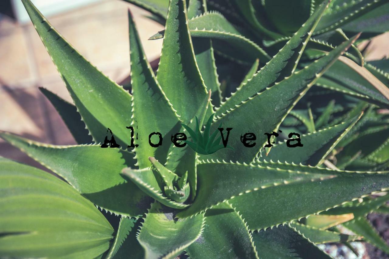 Aloe Vera Shared House